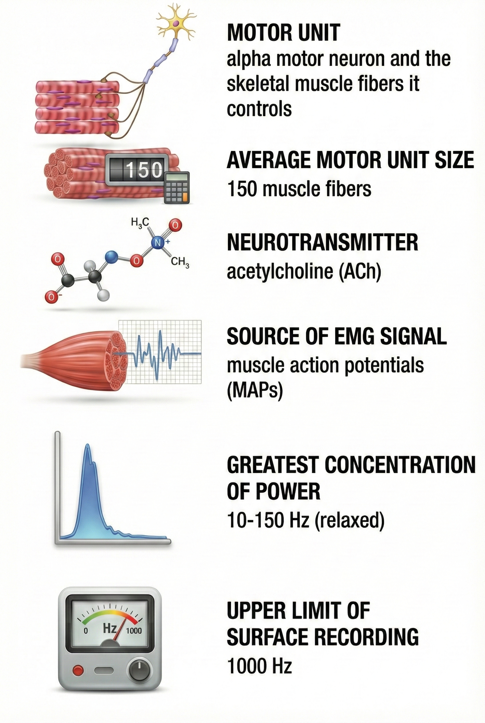 SEMG Anatomy Summary